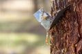 Metal contraption hangs from a tall rubber tree, with the intent of collecting the sap from the tree