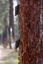 Metal contraption hangs from a tall rubber tree, with the intent of collecting the sap from the tree