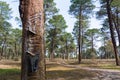 Metal contraption hangs from a tall rubber tree, with the intent of collecting the sap from the tree