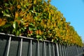 Metal Fence And Beautiful Bushes With Colorful Leaves Outdoors On Sunny Day, Low Angle View