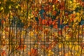 Metal fence with bright multicolored creeper virginia, leaves decorative wild grapes, ivy. Autumn natural background Royalty Free Stock Photo