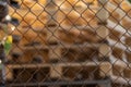 Metal fence in front of a stack of wooden pallets.. Royalty Free Stock Photo