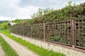 Metal fence with green thujas along the fence Royalty Free Stock Photo