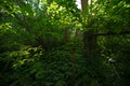 Metal fence mesh in the forest and sunlight flare