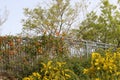 Metal fence and plants along the fence