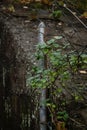 Metal Fence Post with Vines Royalty Free Stock Photo