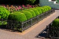 Metal fence and a stone path and geometrically trimmed round bushes in landscape design Royalty Free Stock Photo