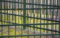 Metal fence wire, grass in the background. Silhouette. Rytmic. Decorative. Green. Royalty Free Stock Photo