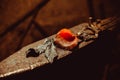 A metal forged rose lies on the pier in the smithy Royalty Free Stock Photo