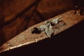 A metal forged rose lies on the pier in the smithy Royalty Free Stock Photo