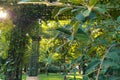 Metal garden arches with ivy thickets or other plants clinging to vertical surfaces create an atmosphere of fabulousness Royalty Free Stock Photo