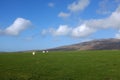 Metal gate, sheep grazing.