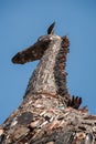 Metal giraffe sculpture Asia