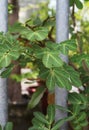 A picture composed of metal and green leaves