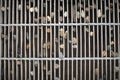 Metal grille drains Royalty Free Stock Photo