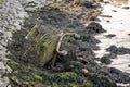 Metal grocery shopping cart dumped in a river and covered with dust and mud. Environment pollution and anti social behavior Royalty Free Stock Photo