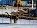 metal temporary wire fence and blurry old rusty wheelbarrow and construction site Royalty Free Stock Photo