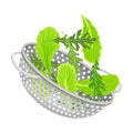 Metal Kitchen Colander or Strainer with Greenery Inside Vector Illustration