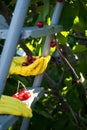 Metal ladder stepladder steps hold hands in yellow rubber gloves, spring harvest work, tree ripe red berries of a sweet cherry Royalty Free Stock Photo