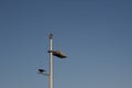 Metal light pole with industrial lighting fixture and blackbird against a blue sky, copy space