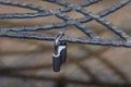 Metal lock, latched on a metal decorative forged lattice. Royalty Free Stock Photo
