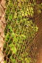 Metal mesh closeup. Grid background.