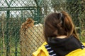 Metal mesh in focus separating young teenager girl and sleeping tiger in a zoo. Day out learning nature concept. Safety and Royalty Free Stock Photo