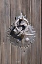 Metal old rusty round handle on wooden door Royalty Free Stock Photo