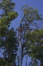 Metal pipe colours of Russian flag in crones of trees 2