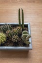 Metal pot with desert cacti of various types