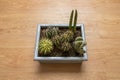 Metal pot with group of spiked cacti