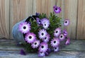 Metal pot with spanish daisy Royalty Free Stock Photo