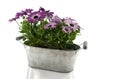 Metal pot with spanish daisy isolated on white Royalty Free Stock Photo