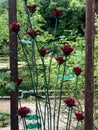 Metal roses sculpture at botanical garden