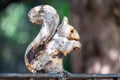 Metal rusty squirrel  garden ornament. Cast Iron Garden Birds Ornament Royalty Free Stock Photo