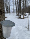 Metal sap buckets on maple trees in a forest Royalty Free Stock Photo