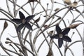 Metal sculpture / public art: Close up detail of a wrought iron flowers in a sculpted gate. 6