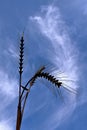 Metal sculpture of a stalk of wheat Royalty Free Stock Photo