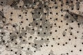 Metal sheet texture with holes and rust Royalty Free Stock Photo