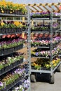 Metal shelves filled with flats of colorful flowers