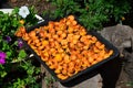 Metal shield with a harvest of apricot in the sun on a background of flowers.