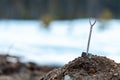 A metal shiny shovel is inserted into a pile of earth. outdoors, the background is blurred