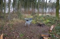 Metal shopping cart stands forgotten in the woods. the customer bought, drove to the spruce forest park. Buy a piece of forest, na Royalty Free Stock Photo