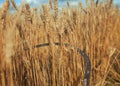 Rusty metal sickle mows Golden ripe ears of wheat on agricultural farm work