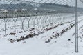 Metal skeleton framework without foil of greenhouse tunnel for cultivating strawberries in deep snow during winter