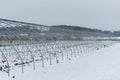 Metal skeleton framework without foil of greenhouse tunnel for cultivating strawberries in deep snow during winter