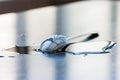 Metal spoon on a large organic water drop on a clean surface Royalty Free Stock Photo