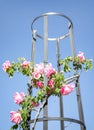 A metal support adorned with beautiful climbing pink roses stands out against the blue sky in the garden. Royalty Free Stock Photo