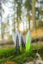 metal throwing knives set in green moss on pine forest background.Outdoor sports.Throwing knives.Throwing projectiles