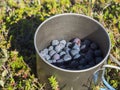 Metal titanium mug full of ripe blue berries of European blueberry or bilberry, lying on the green forest ground in